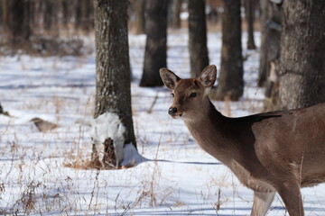 Japanese sika deer in the winter