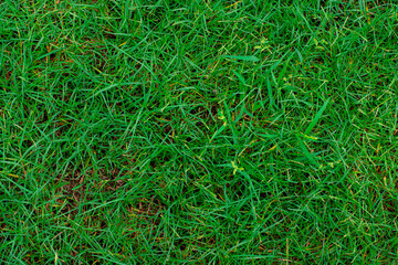 Green artificial grass natural background