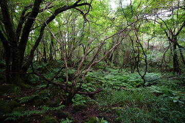 vines and old trees in wild forest
