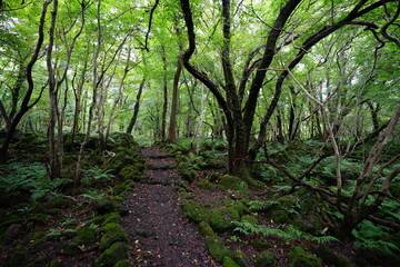 old path through mossy rocks and trees