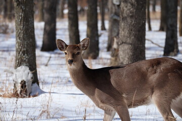 deer in winter forest