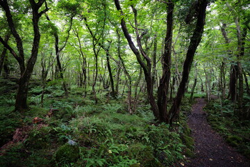 Fototapeta na wymiar fine path to deep forest