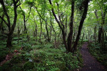 fine path to deep forest
