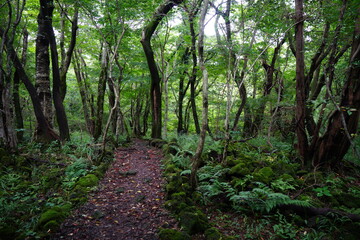 fine path to deep forest