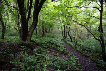 fascinating summer forest with path