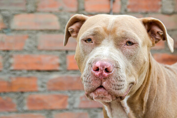 Close-up of a beautiful 3-year-old Pitbull puppy, concept of abandonment, rescue or adoption.