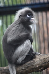 portrait of spectacled langur sitting on a branch of a tree