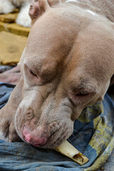 Close-up of a beautiful 3-year-old Pitbull puppy, concept of abandonment, rescue or adoption.