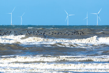 A flock of seabirds close above  a stormy with spindrift waves and an offshore windmill park in the...