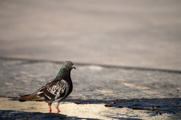 Martin pecheur , pigeon 