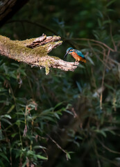 Martin pecheur , pigeon 