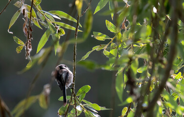 Martin pecheur , pigeon 