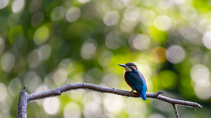 Martin pecheur , pigeon 