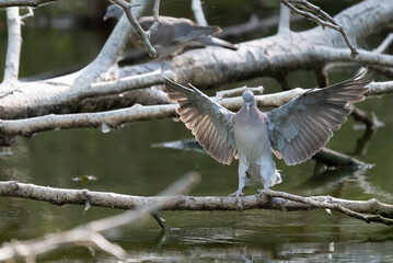 Martin pecheur , pigeon 