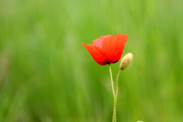 Obraz premium Red poppy flower