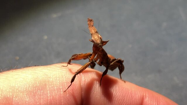 An exotic praying mantis moves subtly on the hand of an insect enthusiast, phyllocrania paradoxa