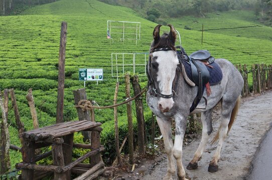 A white horse standing and sleeping on a blurred greenish tea plantation background.