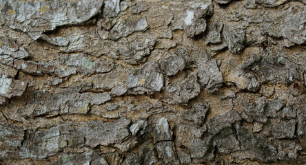 extreme close up of wood, bark detail