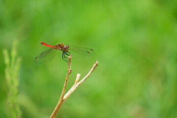 赤トンボ