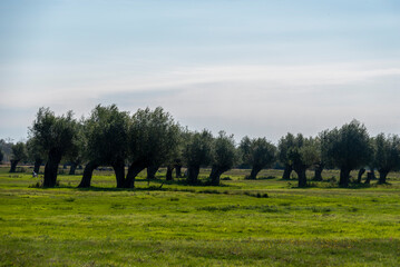 Silberweiden, Havelniederung, Kuhlhausen, Sachsen-Anhalt, Deutschland