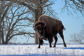 bison walking in the snow
