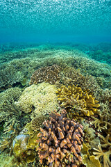 Fototapeta na wymiar Heavy tropical rain over the pristine staghorn corals, Raja Ampat West Papua Indonesia.