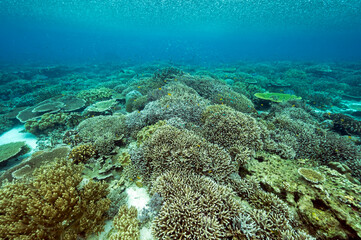 Naklejka na ściany i meble Heavy tropical rain over the pristine staghorn corals, Raja Ampat West Papua Indonesia.