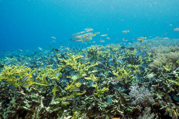 Fototapeta na wymiar Reef scenic with sergeant major damsels, Abudefduf vaigiensis, and spotted snappers, Raja Ampat Indonesia.