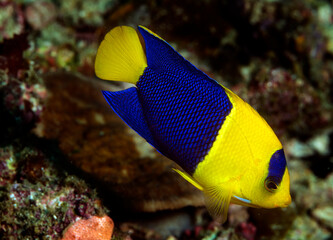 Bicolor Angelfish, Centropyge bicolor, Raja Ampat Indonesia.