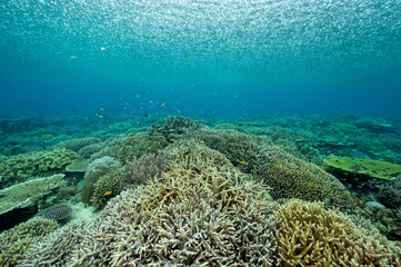 Heavy tropical rain over the pristine staghorn corals, Raja Ampat West Papua Indonesia.