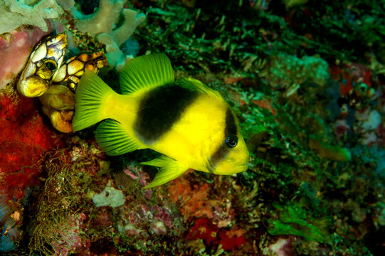 Two-banded soapfish, Diploprion bifasciatum, Raja Ampat, West Papua, Indonesia