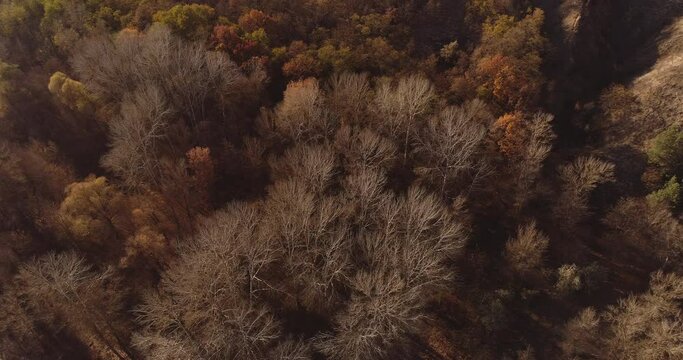 Aerial view. Autumn forest. Drone flyover. Brown canopy of trees from above