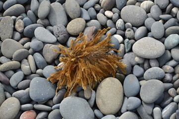 Sea Weed at the Rialto Beach in Olympic National Park, Washington