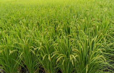 水田の風景　実りの秋