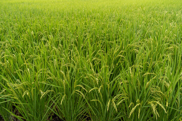 水田の風景　実りの秋