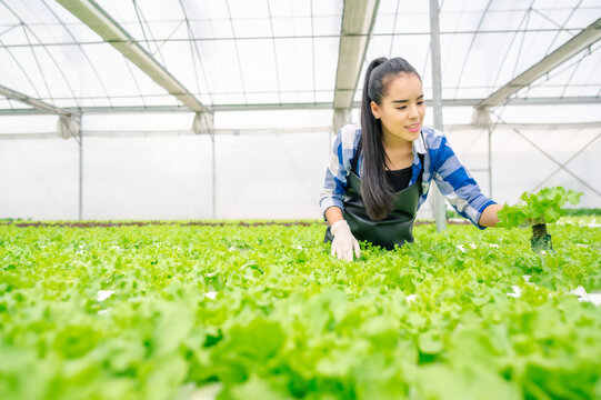 Happy young adult asian woman checking lettuce vegetable in a greenhouse hydroponic farm. Fresh organic vegetables.