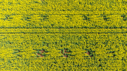 aerial view looking down on yellow canola field 
