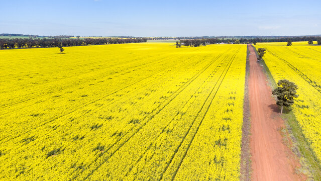 Canola fields near Temora, NSW
