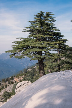 Lebanon cedar tree