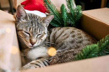 Cute tabby cat with christmas red santa hat sleeping in open gift box with Christmas decoration....