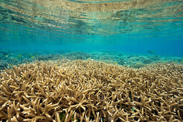 Fototapeta na wymiar Reef scenic with pristine staghorn corals Raja Ampat Indonesia.