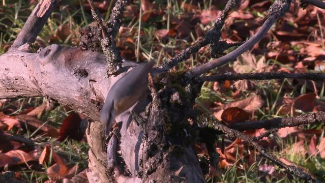 nuthatch and a tit on a tree trunk on the ground