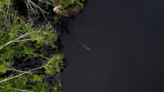 Crocodile swimming in the mangroves of La Ventanilla, near Mazunte, Oaxaca.