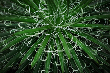 植物の抽象的なスタイル