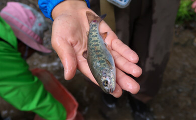渓流釣りで釣ったニジマス