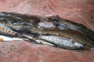 渓流釣りで釣ったニジマス