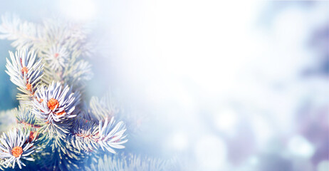 Fototapeta na wymiar Horizontal Christmas background with fir tree in hoarfrost. Holiday xmas banner with blue spruce on abstract backdrop
