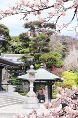 Stone lantern and Blooming sakura trees in garden near to Hasedera (Hase-dera) temple, Kamakura,...