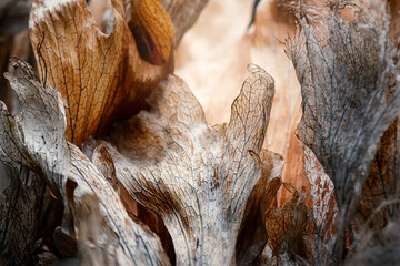 ビカクシダ（コウモリラン）の葉