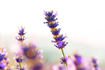 Beautiful lavender flowers close up on a field